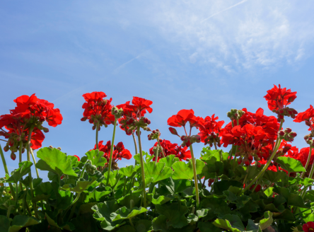 Achter de geraniums? Deze senioren moeten er niet aan denken